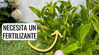 CÓMO FERTILIZAR UN CÍTRICO mejor fertilizantes caseros o comerciales  en20metros [upl. by Onstad]