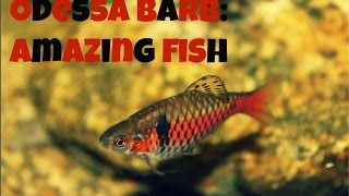 Odessa Barb Amazing Fish [upl. by Main328]