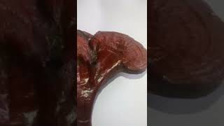 Red Ganoderma fungi mushroom ganoderma [upl. by Lise]