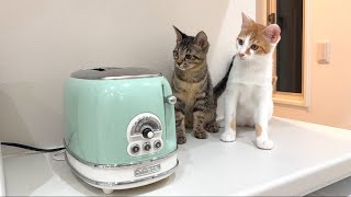 トースターから食パンが飛び出してきたときの子猫たちのリアクションが100点すぎましたw [upl. by Anillehs]