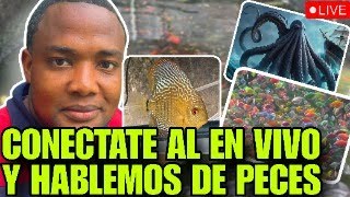 criadero javierrd en vivo hablando de peces [upl. by Anitniuq244]