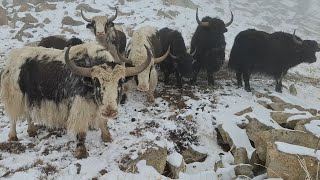 quotEpic Journey Mountain Yaks Brave Extreme Trails in the High Peaksquotwildlife nature himalayas [upl. by Rednaeel]