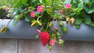 Cultivo de fresas en canalon [upl. by Leverett]