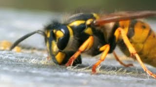 Facts About Bees 🐝  Secret Nature  Bee Documentary  Natural History Channel [upl. by Vi]