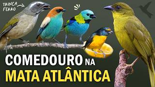 PASSARINHADA no COMEDOURO Trincaferro saíras sanhaços e outras aves da MATA ATLÂNTICA [upl. by Hebrew974]