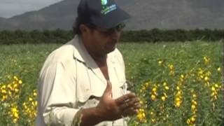 Mackay grower discussing the benefits of sunn hemp as a potential biomass [upl. by Rich]