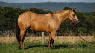 GUNNS  2 year old Reining Futurity Prospect [upl. by Prud547]