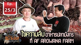 Arowana fish food สุดยอด อาหารปลามังกร  เพื่อนรักสัตว์เอ้ย l EP253 [upl. by Ahseirej]