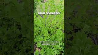 Native Plants in NJ Food Forest [upl. by Alihs]