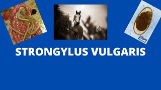 strongylus vulgaris [upl. by Lyrpa]