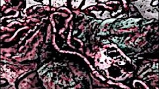 OBESITY X FLESH PILE SPLIT [upl. by Tongue]