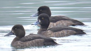 Tufted duck call  Moretta richiami Aythya fuligula [upl. by Etnoj]