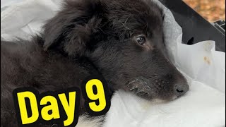 Day 9 of parvo treatment Parvo puppies Puppies with parvo Parvovirus treatment [upl. by Aridaj]