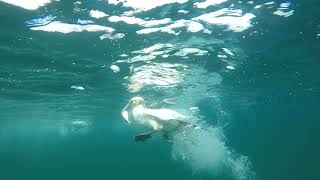 Diving Gannets 8th August 2018 off Bempton Cliffs [upl. by Schou]