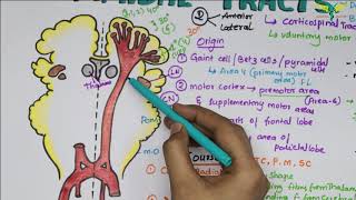 Corticospinal tracts Pyramidal Tracts Pathway Neurophysiology Super Easy Explanation [upl. by Annoit57]