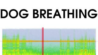 Dog Breathing Sound Effect [upl. by Nayrbo]