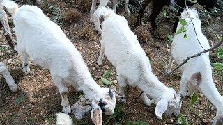 Cortando comida para las cabras medianas [upl. by Ecnatsnoc]