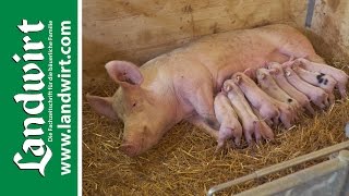 Bio Schweinestall – Teil 1  landwirtcom [upl. by Alderman]