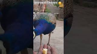 song bollywood funny viralshort trending shortvideoshorts peacock [upl. by Sterling]