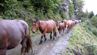 La transhumance des chevaux de Bious MVI 0640 [upl. by Yenalem]