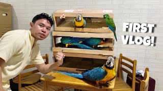 UNBAKSING MGA MACAW ANIM NA MACAW NATIN [upl. by Weinberg]