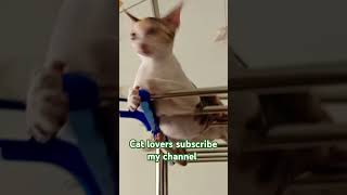 yennaku divorce kudu🐈🐈🐈cat lovers subscribe my channel cat funny video 🤣🤣🤣 [upl. by Ynos28]