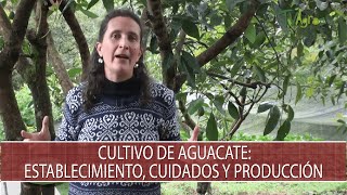 Cultivo de Aguacate establecimiento cuidados y produccion  TvAgro por Juan Gonzalo Angel Restrepo [upl. by Ullund]