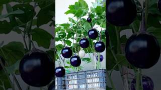 Specialty eggplants king eggplants giant eggplants are super delicious and easy to grow shorts [upl. by Box]