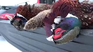 Pheasant hunting with our Pudelpointer [upl. by Emelda648]