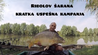 Ribolov šarana kratka uspešna kampanja [upl. by Yniattirb]