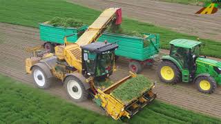 Feldgemüseanbau Bohnenkraut ernten  Spezialisierung in der Landwirtschaft  großer Kräutergarten [upl. by Clapp319]