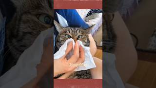 cats have a lot of behavio animals cat funnyvideo catlover [upl. by Rumilly]