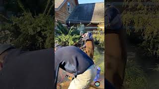 Rapid Water Feature Restoration Time Lapse Clean Out timelapse timelapsecleaning [upl. by Ahen]