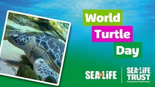 World Turtle Day [upl. by Asilram]