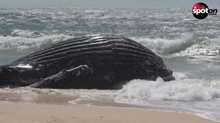 Dead humpback whale washed up near Cape Town [upl. by Ravi147]