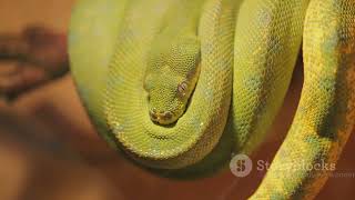 Exploring the World of Constrictor Snakes Masters of Predation [upl. by Marden260]