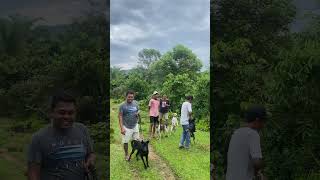 lokasi buruan indopura pesisir selatan boarhunting doghunter shortvideo huntingdog [upl. by Trudy]