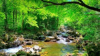 Som da Floresta e Pássaros  quotMúsicaquot Para Relaxamento e Acalmar [upl. by Esineg]