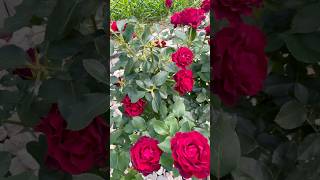 Rose bush♥️🥀 rosebush bush flower flowers rose rosé flowerbed roseflowergarden loverose [upl. by Mel]