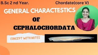 General Characteristics Of Cephalochordate BSc 2nd yearchordatescephalochordates [upl. by Dominik]