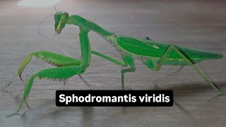 Sphodromantis viridis [upl. by Moffit]