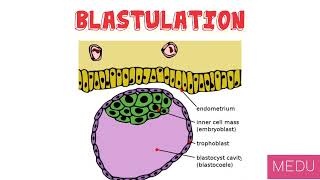 Blastulation and Implantation  Embryology [upl. by Thursby]