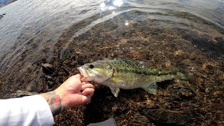 Lake Berryessa Bass fishing from the shore [upl. by Osnohpla]