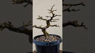 Brazilian Rain Tree Bonsai Tree adityastinytrees [upl. by Carita162]