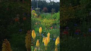 니포피아 kniphofia 수레국화 5월의정원 코티지정원 목가적인 cottagegarden 농가정원 [upl. by Einaffyt]