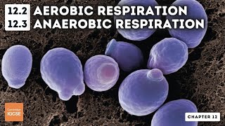 IGCSE Biology  Aerobic and anaerobic respiration 122 123 [upl. by Meeharb]