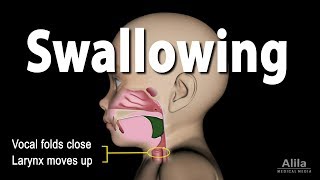 Mechanism of Swallowing Animation in Child model [upl. by Waddington601]