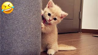 New Funny Animals 🤣 Funniest Cats and Dogs Videos 😸🐶 Part 21 [upl. by Prisilla]