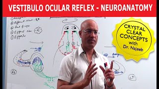 Vestibulo Ocular Reflex  Neuroanatomy [upl. by Fennie]