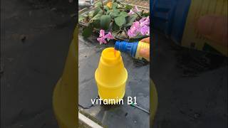 How amazing to grow orchids propagate plant fast and easy garden satisfying ytshorts [upl. by Rambow]